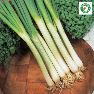 Spring Onion White Lisbon Winter Hardy