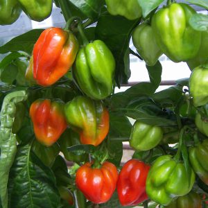 Chilli Pepper Scotch Bonnet Red