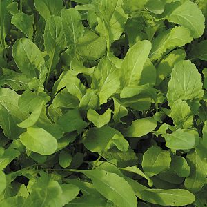 Salad Leaf Roclet