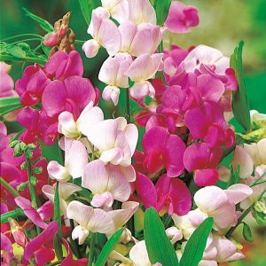 Lathyrus Latifolius Sweet Pea