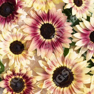 Sunflower Summer Lovin