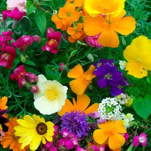 Hardy Annuals Dwarf Mixed