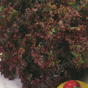 Lettuce Lolla Rossa