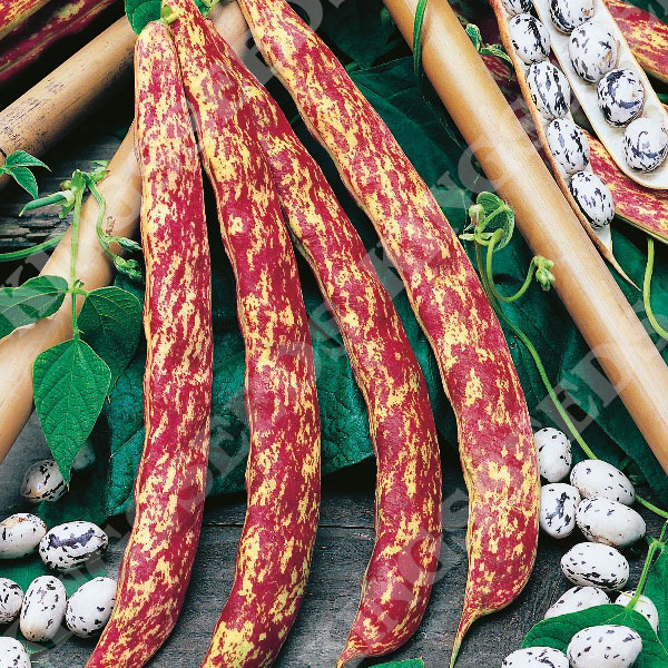 CLIMBING FRENCH BEAN BARLOTTA LINGUA DI FUOCO