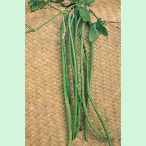 Climbing French Bean Yard Long