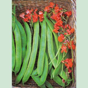 Runner Bean Lady Di