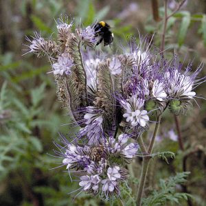PHACELIA