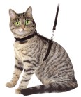 cat harness + leash 120 cm black suede leather