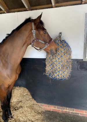 Elim A Net Horse Size Blue